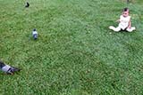Chasing pigeons - Click for larger image