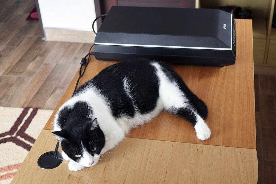 My cat has an affinity for scanners