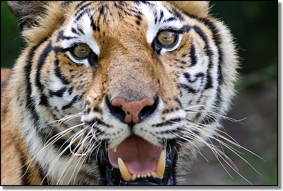 Tiger at Songkhla zoo