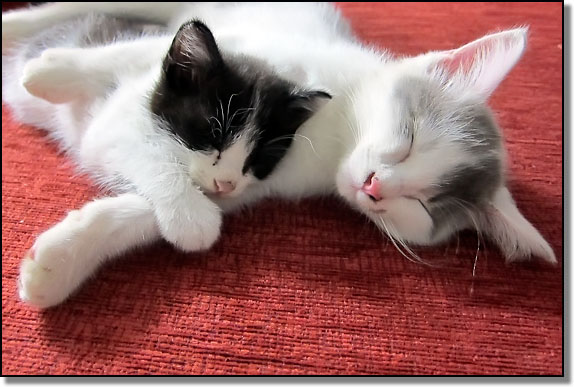 My cats