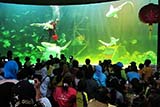 Feeding time at Songkhla Aquarium - Click for larger image Feeding time at Songkhla Aquarium - Click for larger image