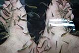 The Thai fish spa craze - Click for larger image