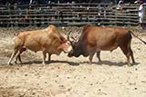 Bullfighting in Hat&nbsp;Yai - Click for larger image