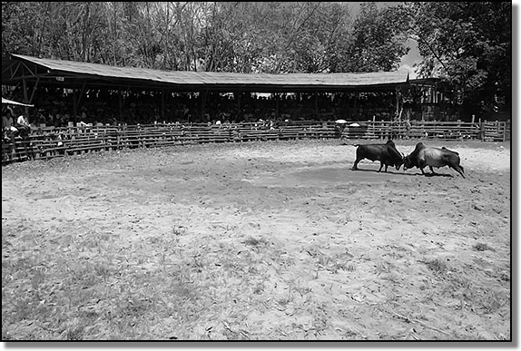 Two bulls lock horns at the Hat&nbsp;Yai bullfighting arena