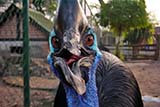 Hat&nbsp;Yai municipal park - Click for larger image