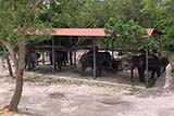 Elephant trekking in Hat&nbsp;Yai - Click for larger image