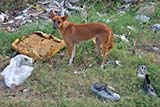 A stray dog amidst rubbish in Hat&nbsp;Yai - Click for larger image