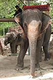 Elephant trekking in Hat&nbsp;Yai - Click for larger image