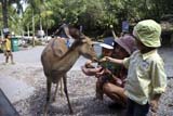 Feeding deer at Songkhla zoo - Click for larger image