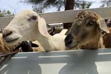 Hungry sheep, Samila Sheep Farm, Songkhla - Click for larger image Hungry sheep, Samila Sheep Farm, Songkhla - Click for larger image