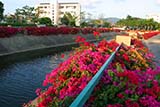 Colourful flowers line a canal in Hat&nbsp;Yai - Click for larger image
