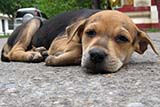 Temple pup, Hat Yai - Click for larger image Temple pup, Hat Yai - Click for larger image