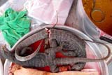 Lizard curry for sale at Hat Yai Nai Sunday market - Click for larger image