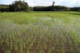 Hat Yai rice fields - Click for larger image Hat Yai rice fields - Click for larger image
