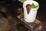 Asian rat - Click for larger image Asian rat - Click for larger image