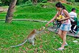 My monkey feeding another monkey - Click for larger image My monkey feeding another monkey - Click for larger image