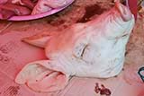 A pig's head for sale at Songkhla Sunday Market - Click for larger image