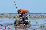 Thale Noi - Click for larger image