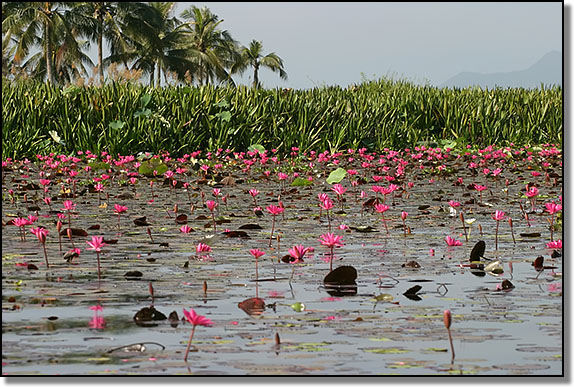 Lotus flowers carpet the water at Thale Noi