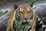 Tiger at Songkhla zoo - Click for larger image Tiger at Songkhla zoo - Click for larger image