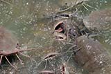 Catfish at the Bottle Temple (Wat Khuat) near Hat Yai - Click for larger image Catfish at the Bottle Temple (Wat Khuat) near Hat Yai - Click for larger image