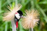 African crowned cranes at Jurong bird park, Singapore - Click for larger image