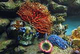Canon S90 aquarium setting - Click for larger image