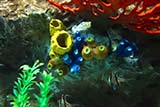 Canon S90 aquarium setting - Click for larger image