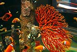Canon S90 aquarium setting - Click for larger image