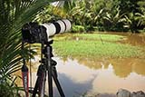 Birding in Thailand - Click for larger image
