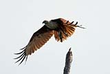Brahminy Kite - Click for larger image