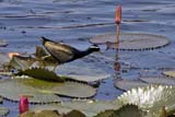 Bronze-winged Jacana - Click for larger image