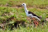 Black-winged Stilt - Click for larger image