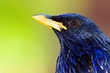 Blue whistling thrush, Krabi, Thailand - Click for larger image