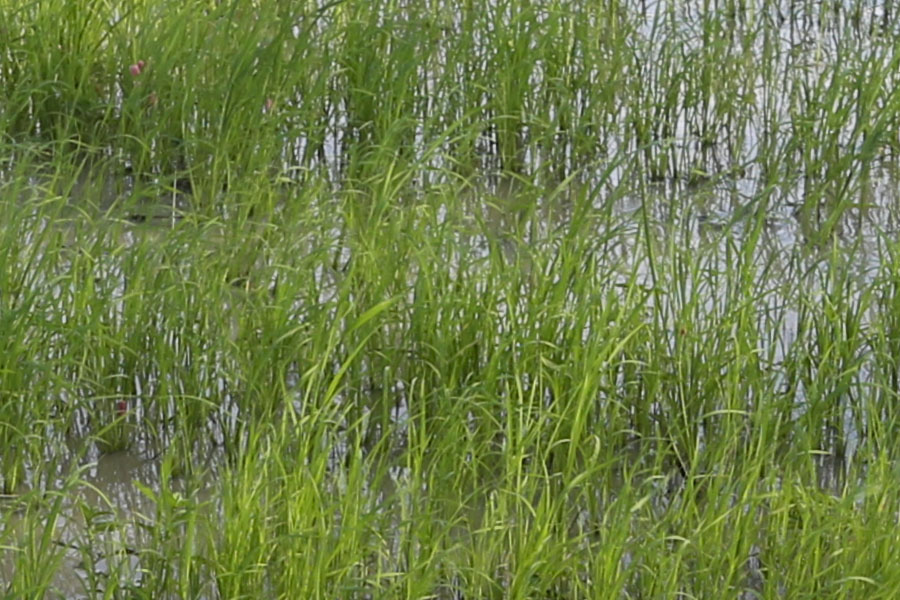 100% crop from centre of scene