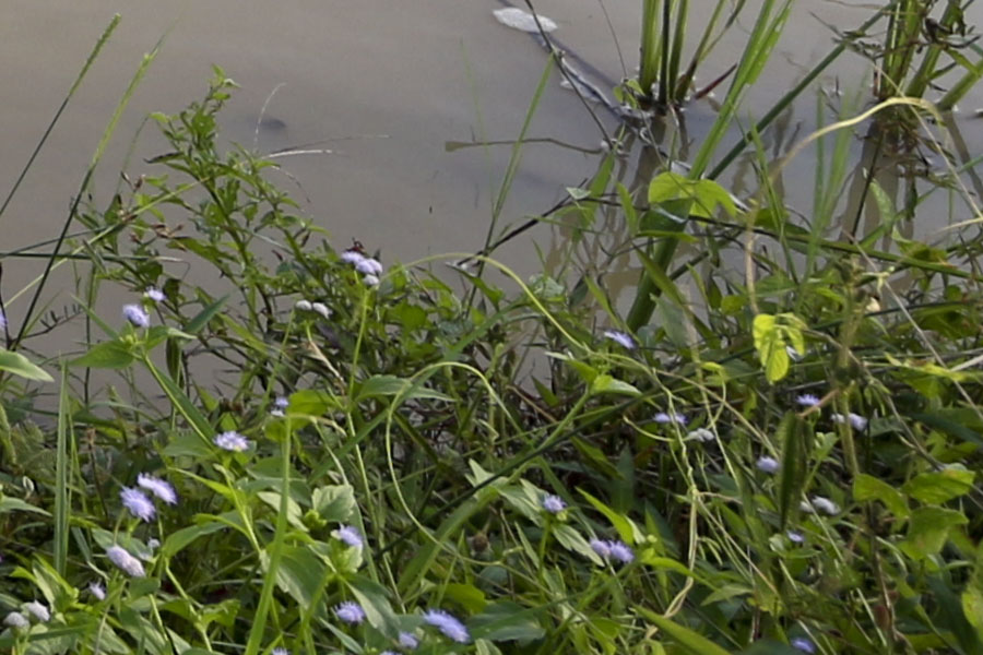 100% crop from corner of scene