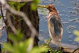 Chinese pond heron (Ardeola bacchus) at Thale Noi - Click for larger image