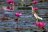 Chinese Pond Heron, Phattalung province - Click for larger image