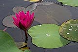 Lotus flower, Thale Noi, Phattalung, Thailand - Click for larger image