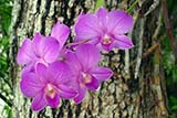 Canon S90 foliage enhancement - Click for larger image