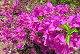 Canon S90 foliage enhancement - Click for larger image