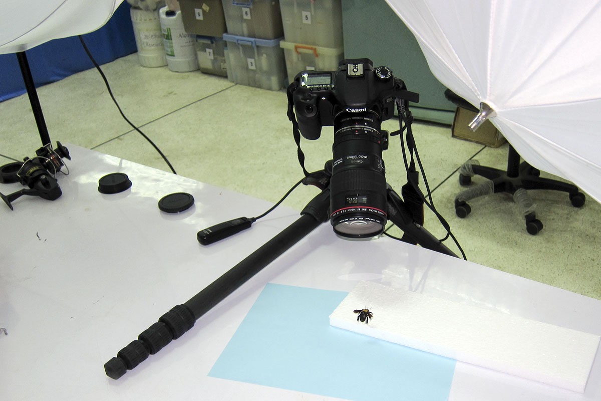 Gitzo GT2541EX Explorer Tripod
