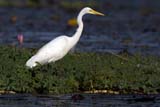 Great Egret - Click for larger image