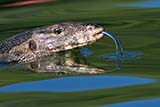 Monitor lizard - Click for larger image