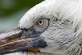 300mm f/4L IS no extender - Click for larger image