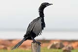 Little Cormorant - Click for larger image