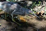 Chinese pond heron - Click for larger image