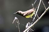 Olive-backed Sunbird - Click for larger image