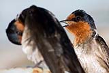 Pacific Swallow - Click for larger image