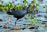 Purple swamphen - Click for larger image